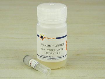 HDAC7抗体(小鼠单抗)